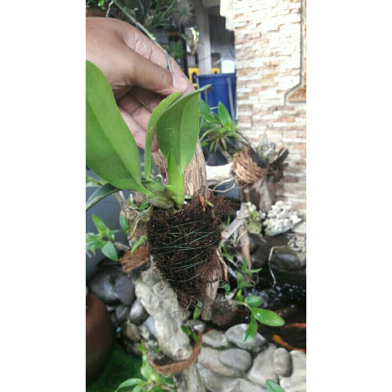 pot anggrek murah/kayu kopi/cantolan kayu kopi