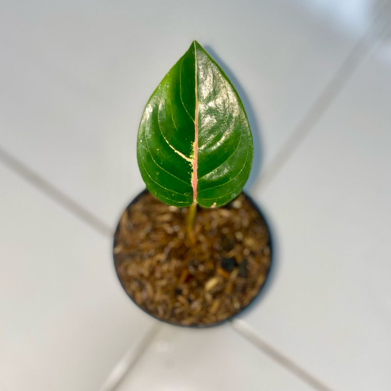 Aglaonema black Moonlight gerhana