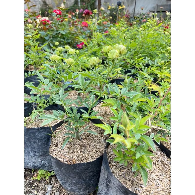 Bibit Tanaman Mawar Eclair / Eclair Green Rose / Eclair Hijau