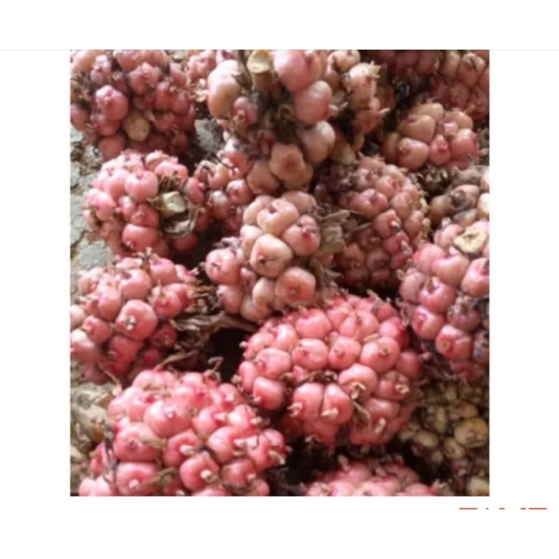 

promo 500 gram asam cekala / asam cekala/ asam patikala/ buah kecombrang/ cekala segar buat bumbu masak