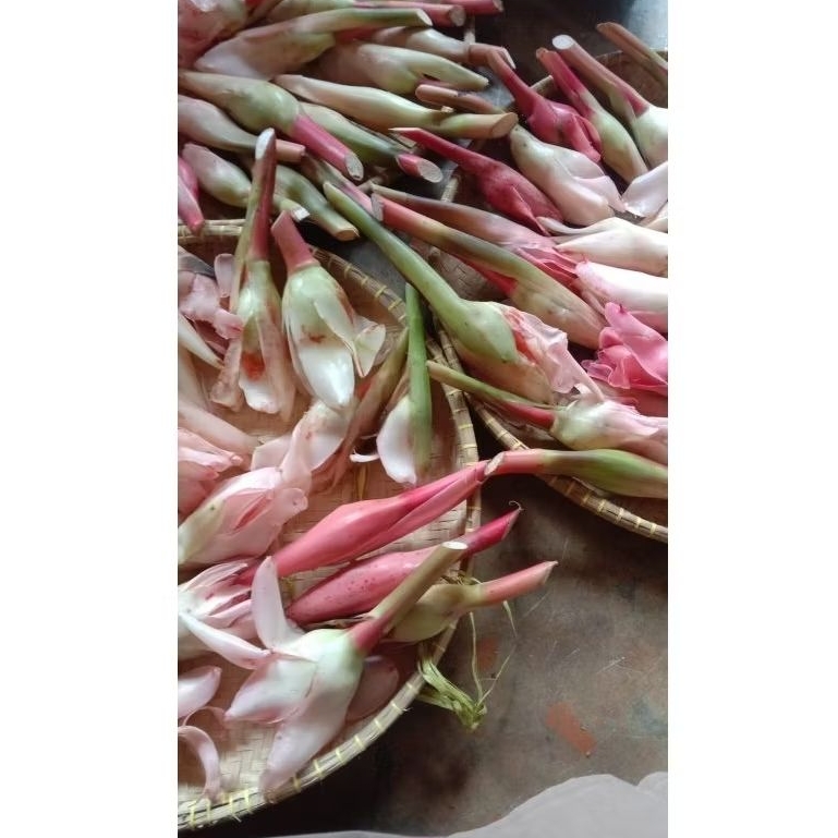

Kecombrang segar 100gr