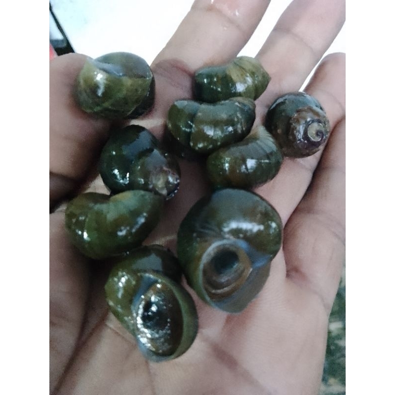 

Tutut atau Ciput segar 250gr