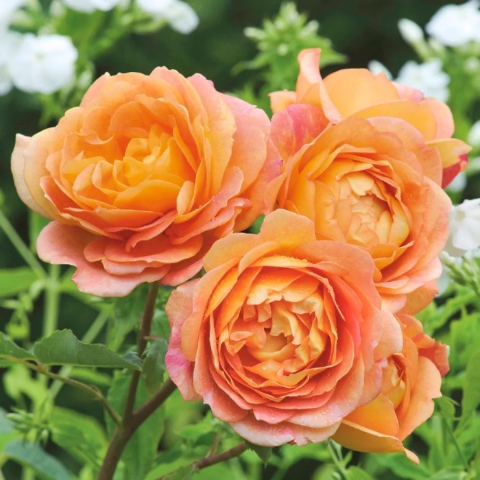 Mawar Import Lady Of Shalott Wangi - Mawar Rambat