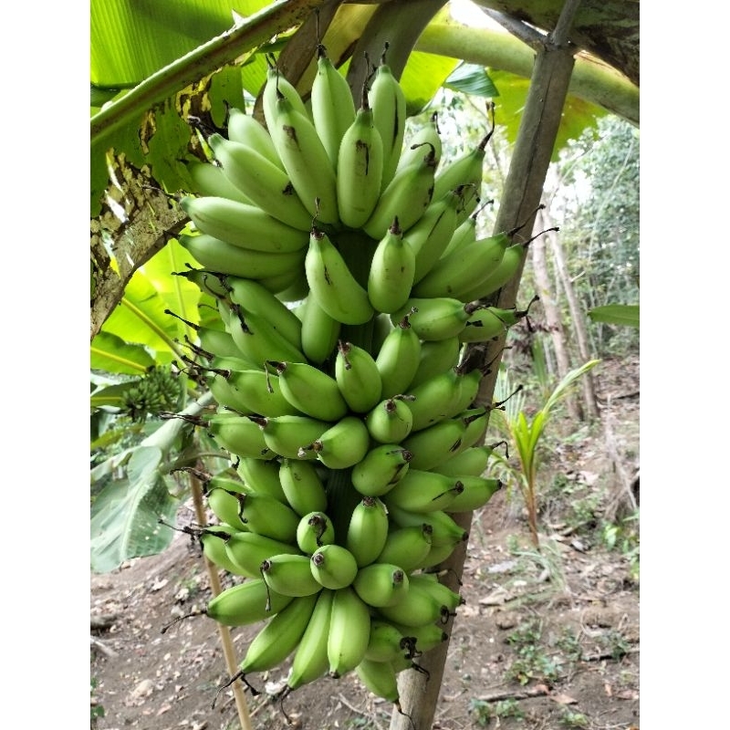 Pisang Ulin
