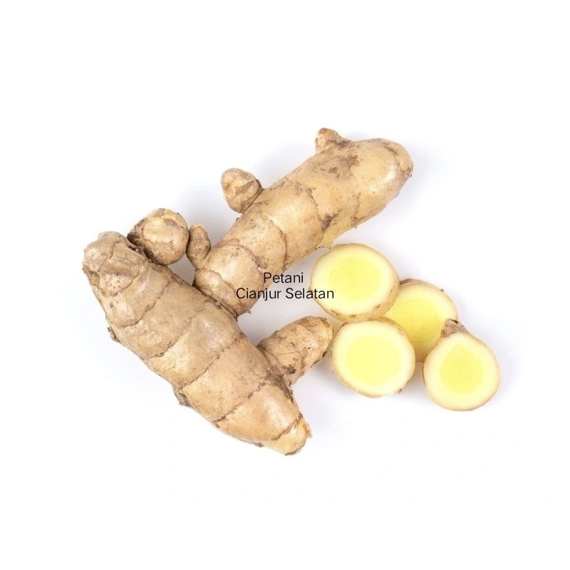 

Kunyit Putih Segar 1Kg | Rempah Herbal / Sangat Bermanfaat