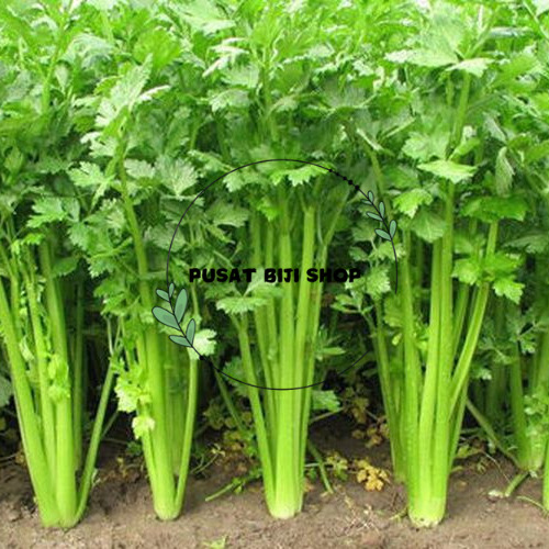 Biji Bibit Seledri Sayur Benih Tanaman Seledri Celery Seeds Seed Plant Siap Tanam