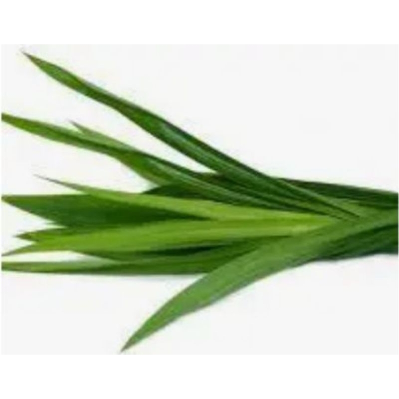 

paket 10 helai daun pandan wangi segar