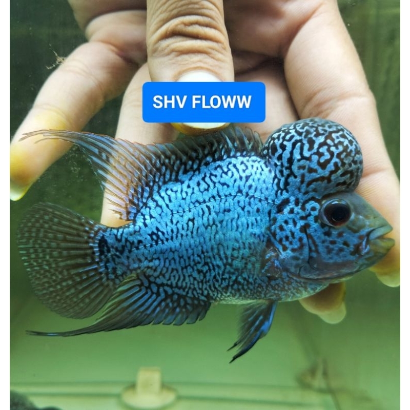 hiasan akuarium lauhan