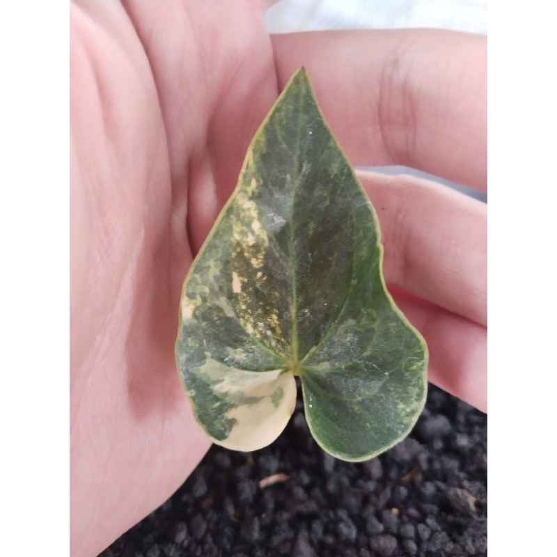 anthurium corong varigata mewah ( bonggolan sudah ada tunas)
