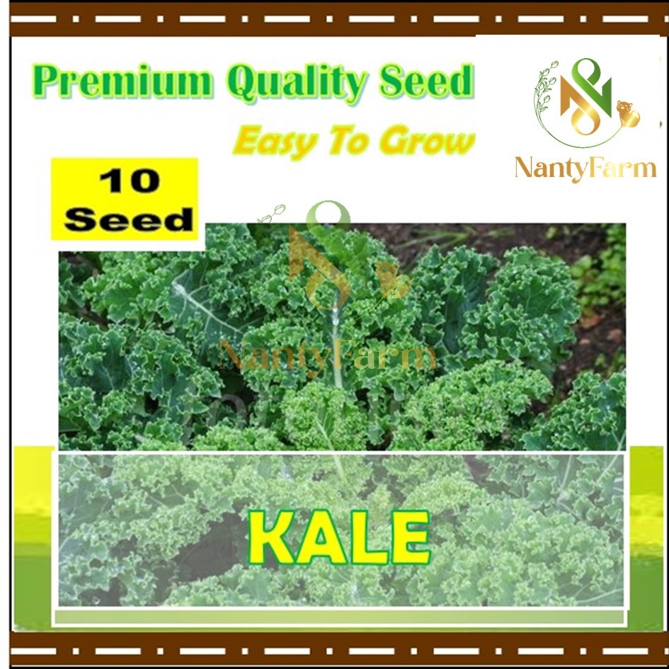 10 Biji Benih Kale Sayuran Daun Benih Sayur Kale
