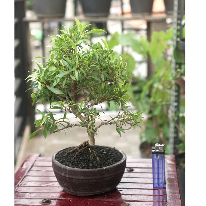 Bonsai Mame Beringin Africa Siap pajang
