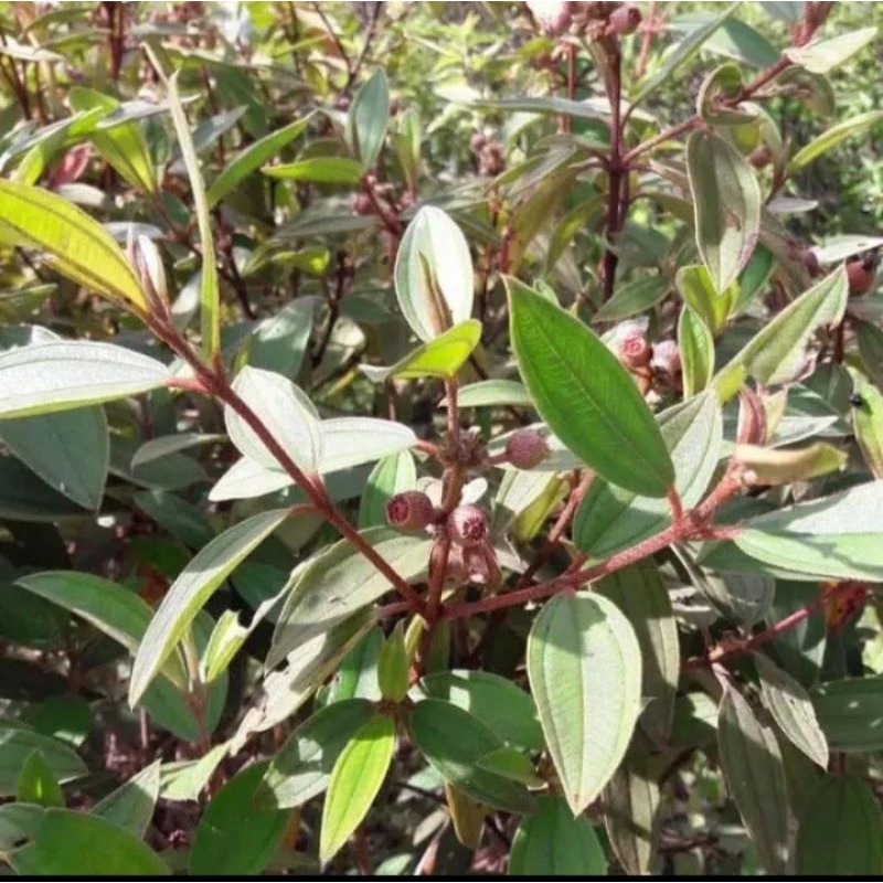 

1kg daun senduduk segar/daun senggani daun harendong petik langsung