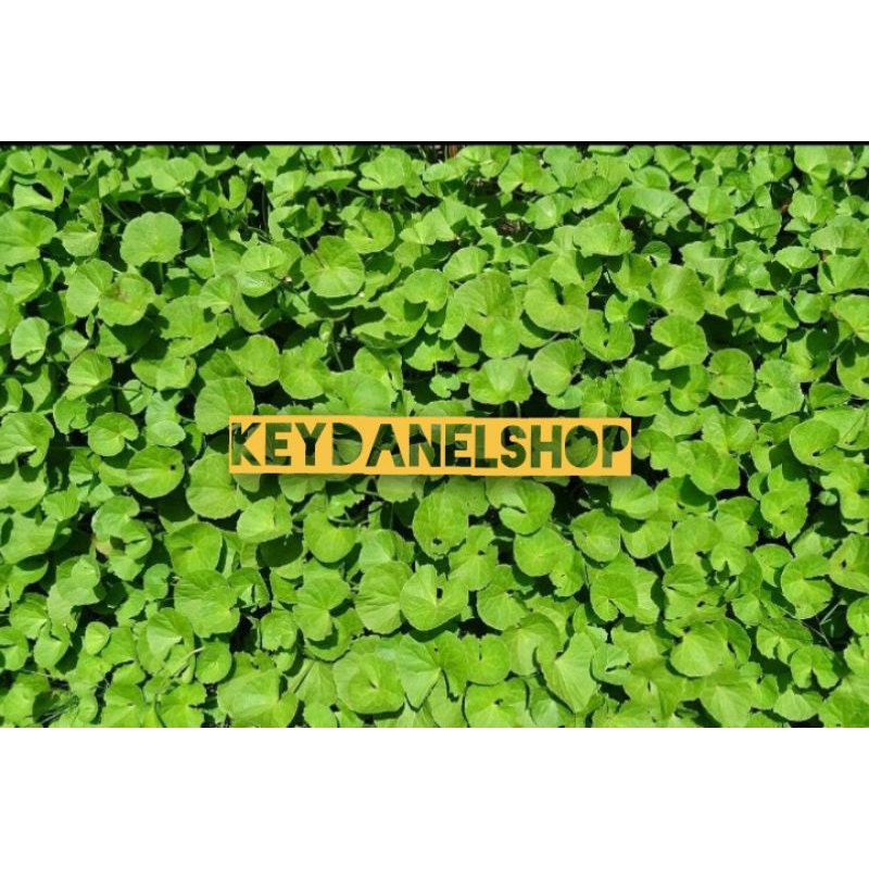 

Daun pegagan segar/daun antanan petik langsung 500 gram