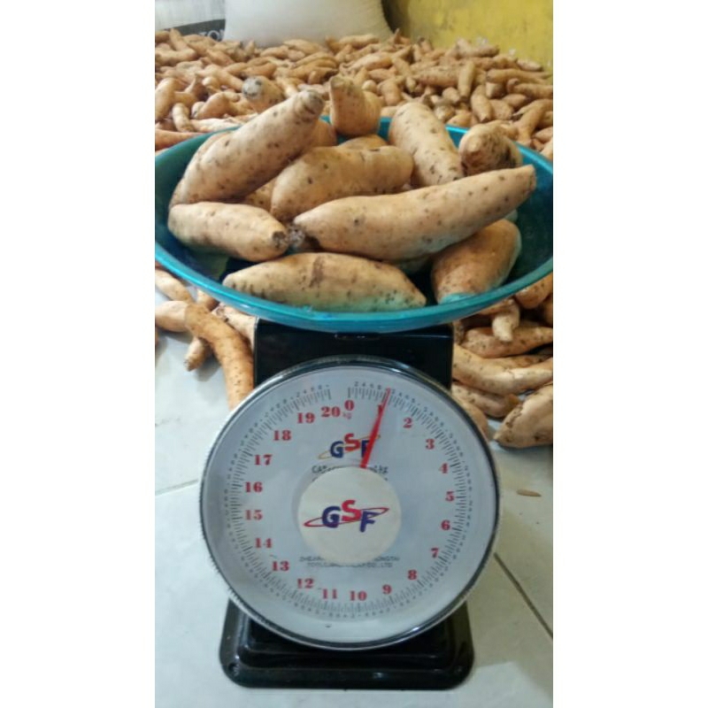 

Ubi Cilembu