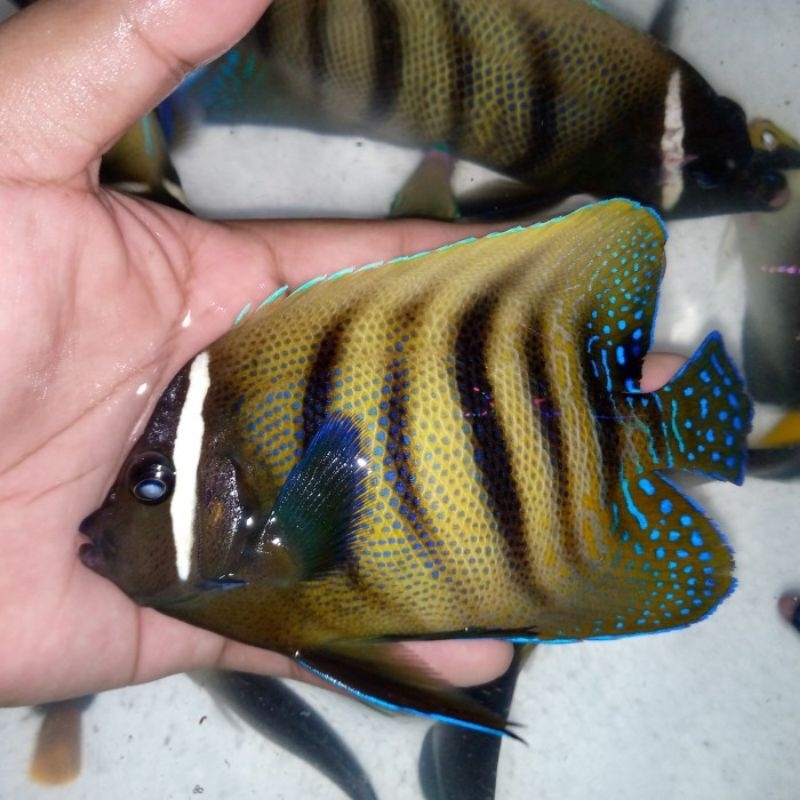 Ikan Hias Laut Angel Kalong