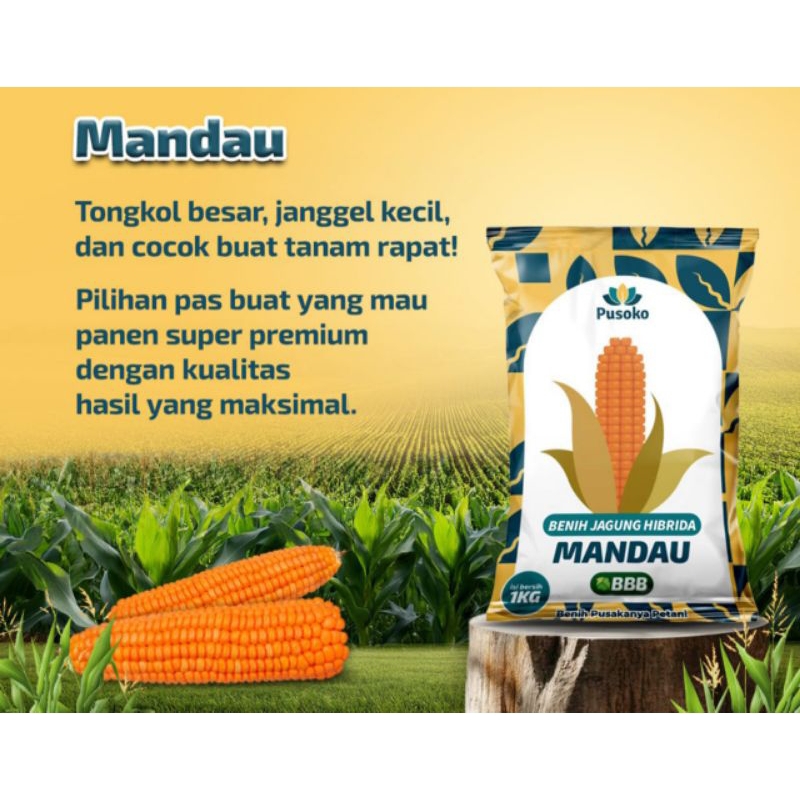 

Jagung Pusoko Mándáu