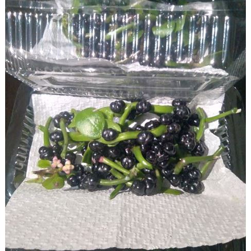 

Buah Angkung Binahong Segar 100 Biji – Petik Langsung, Kaya Manfaat untuk Kesehatan