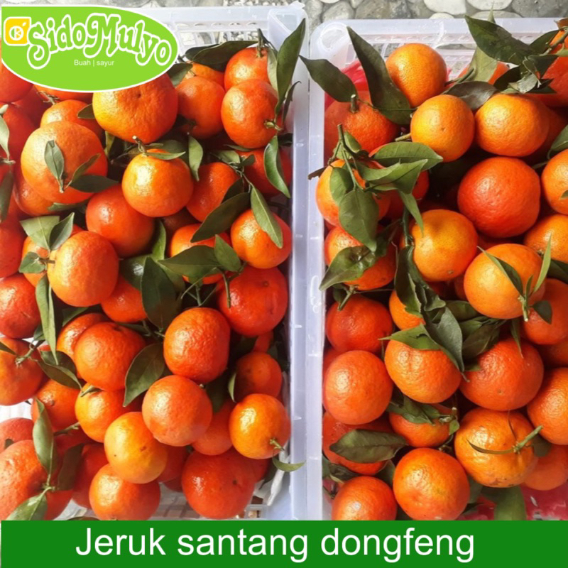 

Buah Jeruk Santhang Dongfeng fresh manis (1kg) | ud sidomulyo fresh