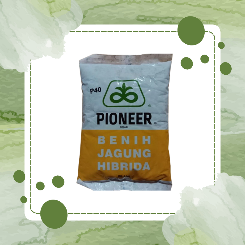 BENIH JAGUNG UNGGUL P40 BIBIT JAGUNG HIBRIDA PIONEER 1 KG