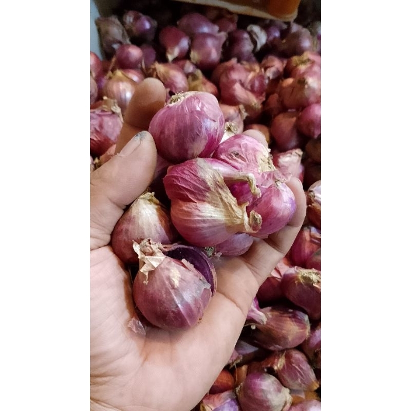 

Bawang Brebes murah 1000 gr super gede kering 700 gr