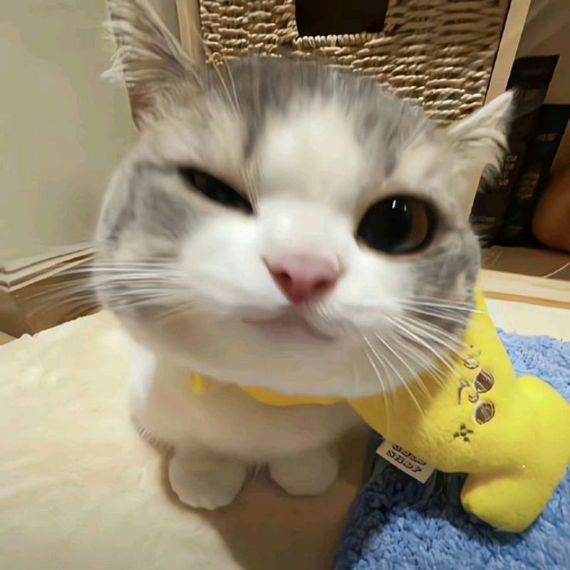 

Alat tulis kucing gemoy