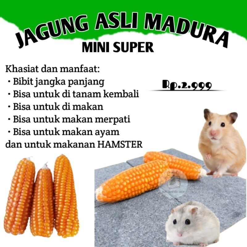 

JAGUNG ASLI MADURA TIDAK DI PIPIL 3 BIJI COCOK UNTUK MAKANAN HAMSTER