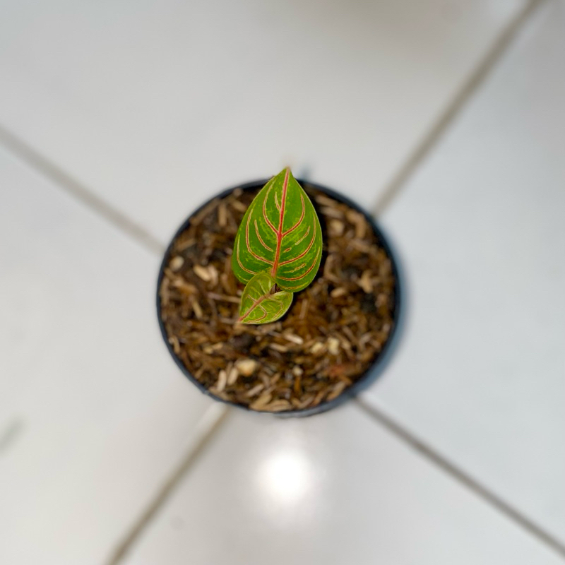 Aglaonema Kresna Golden baby