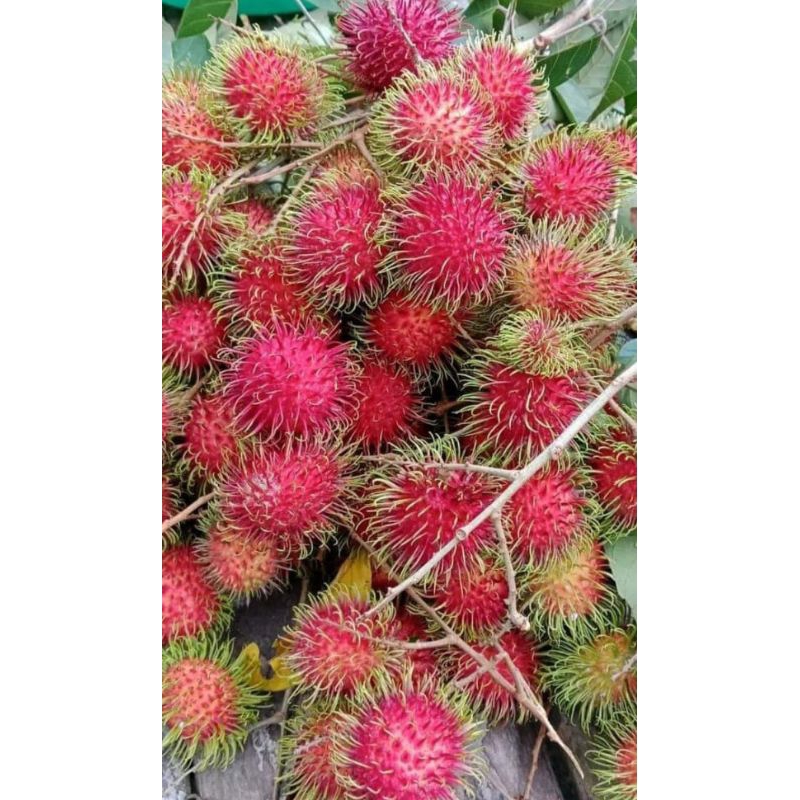 

BUAH RAMBUTAN BINJAI ASLI SEGAR 1KG