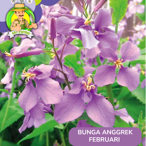 Benih Tanaman Hias Benih Bunga Anggrek Murah