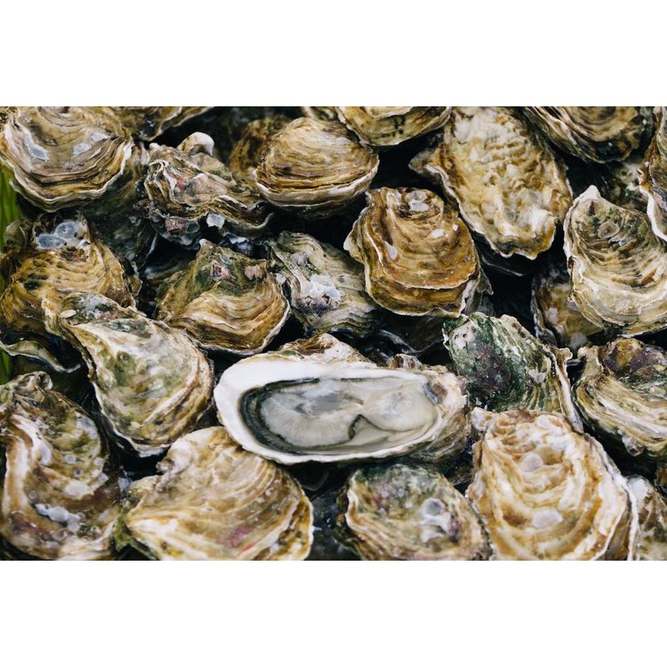 

KERANG OYSTER SEGAR KG KUPAS SEBELAH TINGGAL OLAH / KERANG TIRAM FROZEN MUKBANG OYSTER KG