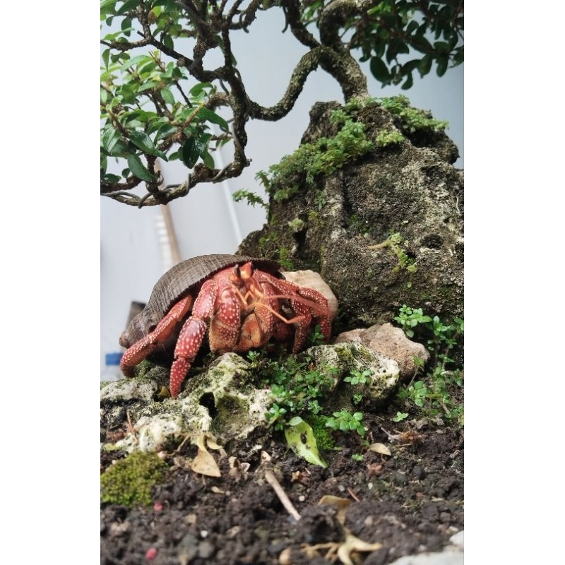 edukasi DarkPerlatus