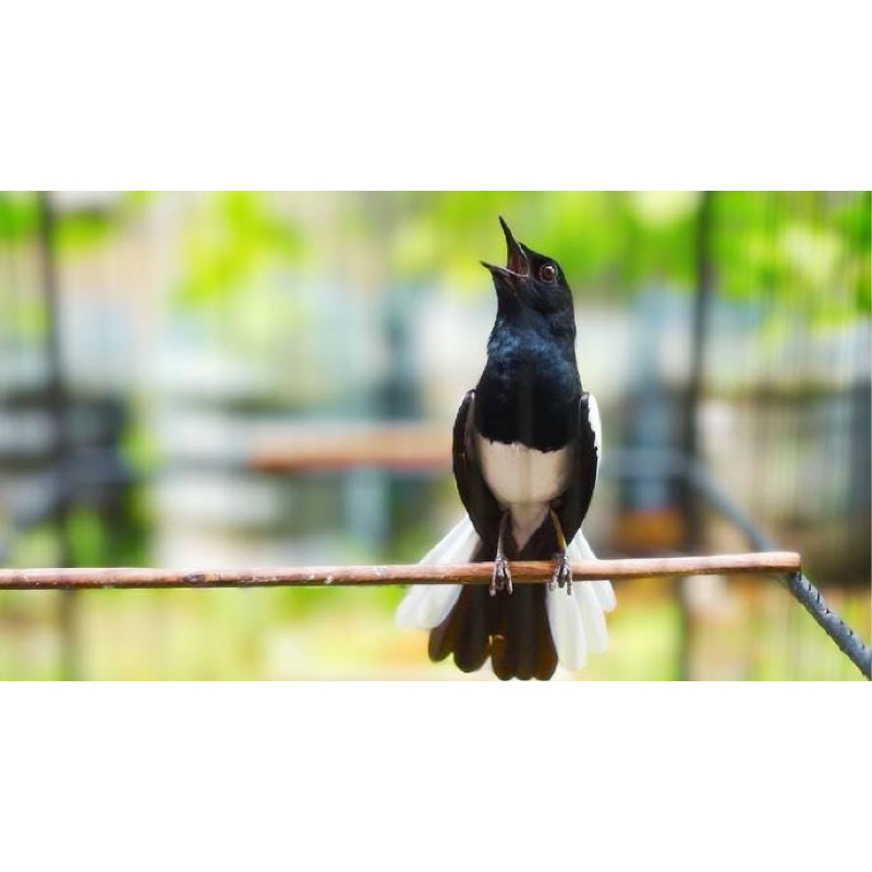 KACER GACORAN dada putih