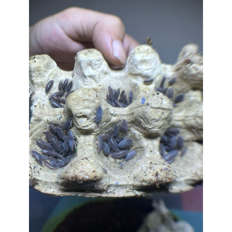 isopod/(powder blue)