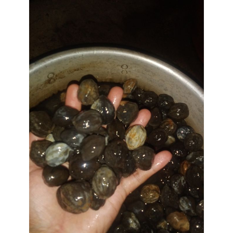 

Kemiri lokal l kemiri cangkang siap pakai