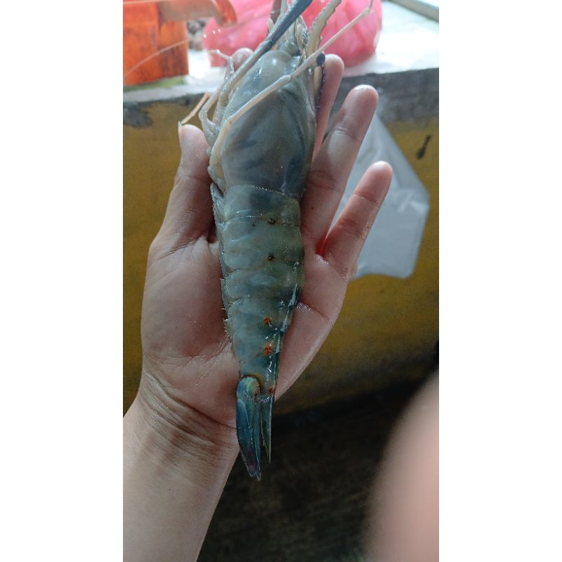 

Udang galah