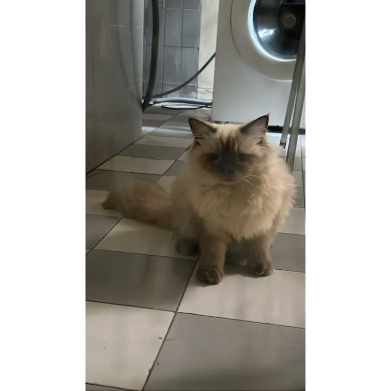 himalaya mix ragdoll