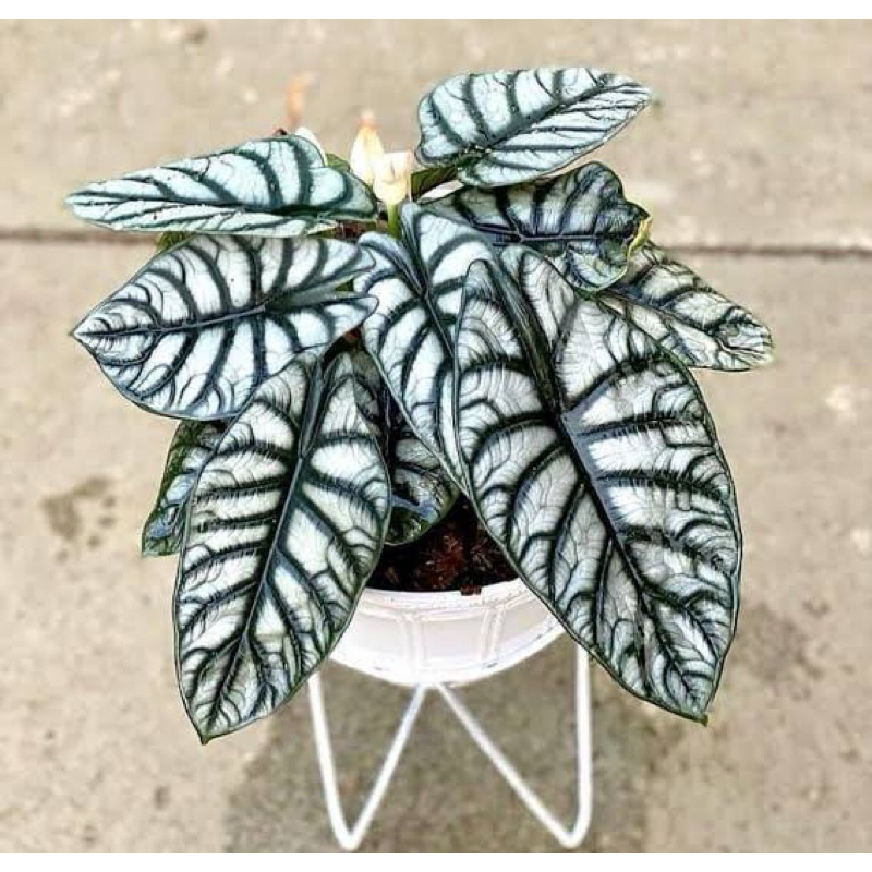 bunga alocasia dragon silver/tengkorak (remaja&anakan)