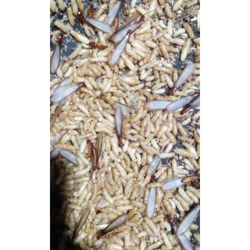 pua/poa/warangas/rayap/umpan/wader/jitu/laron/silaru/hidup