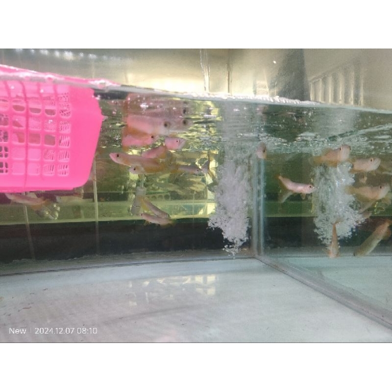 promo Kemerdekaan super red chili ±9cm sertifkat