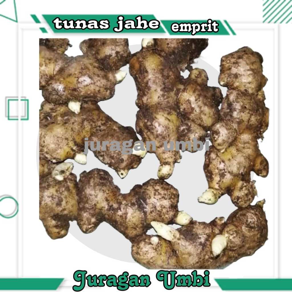 Bibit Tunas Jahe Emprit Kualitas Super