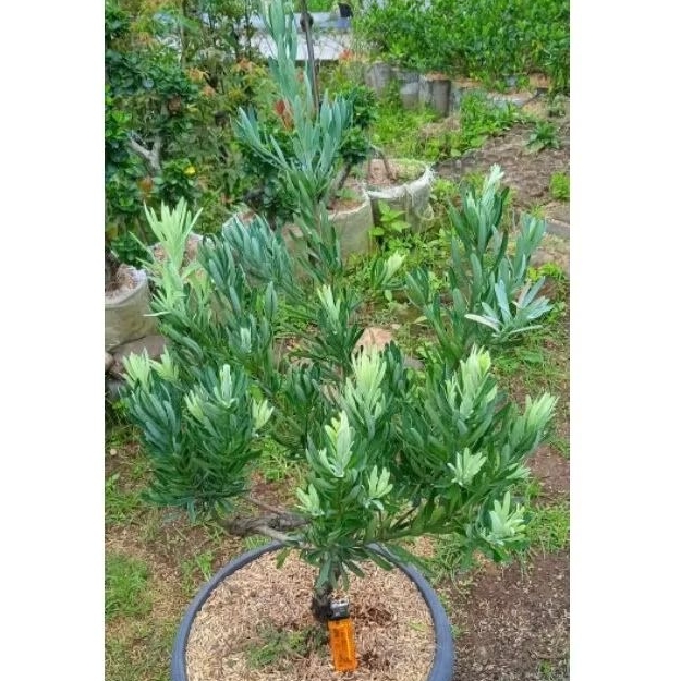 Tanaman hias lohansung blue ice daun silver 40-50 cm