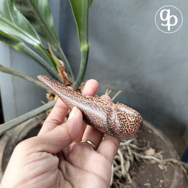 once pipa varian model unik dan antik kayu liwung