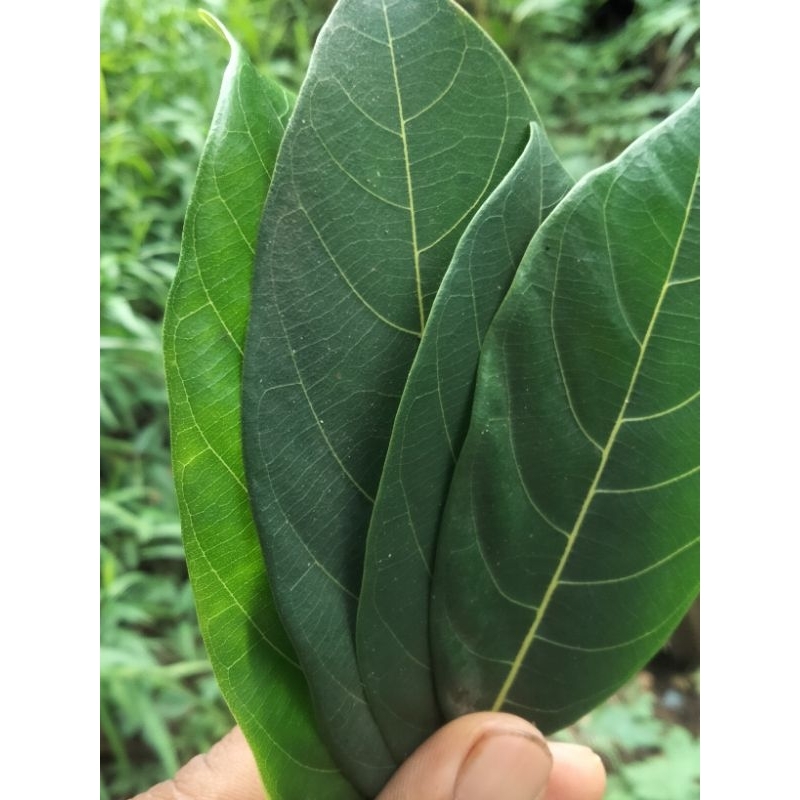 

Daun nangka asli segar 100 lembar / Obat tradisional