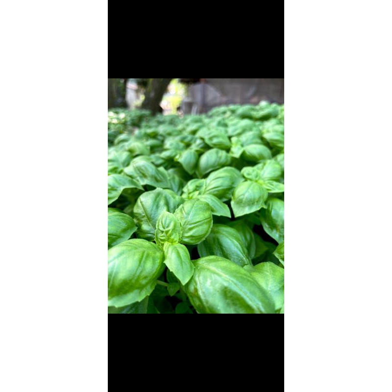 

Daun Italian Basil Segar - 100 Gr
