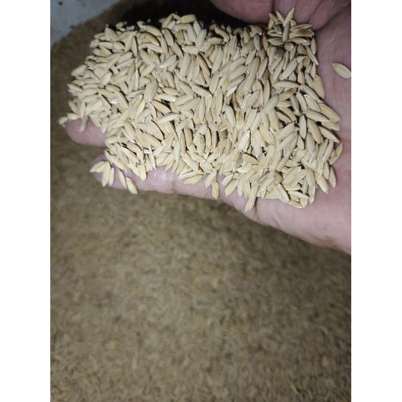 

gabah beras merah berisi kwalitas super harga per 1kg