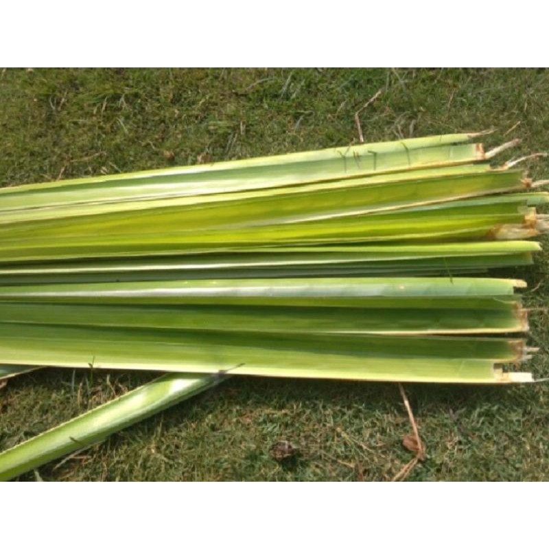 

Janur kuning Fresh Daun Kelapa Muda isi 30 Lembar / Lidi