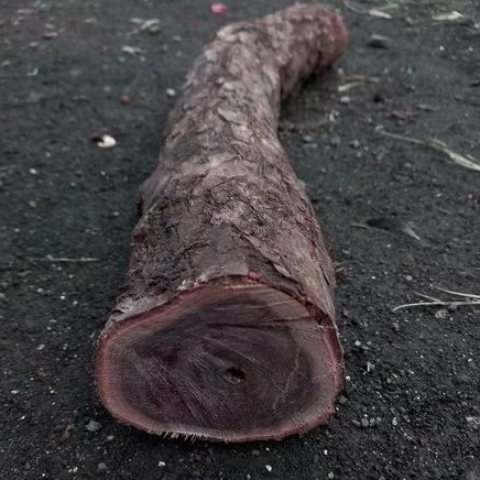 bahan kayu galih stigi/setigi wulung super galih ngurak