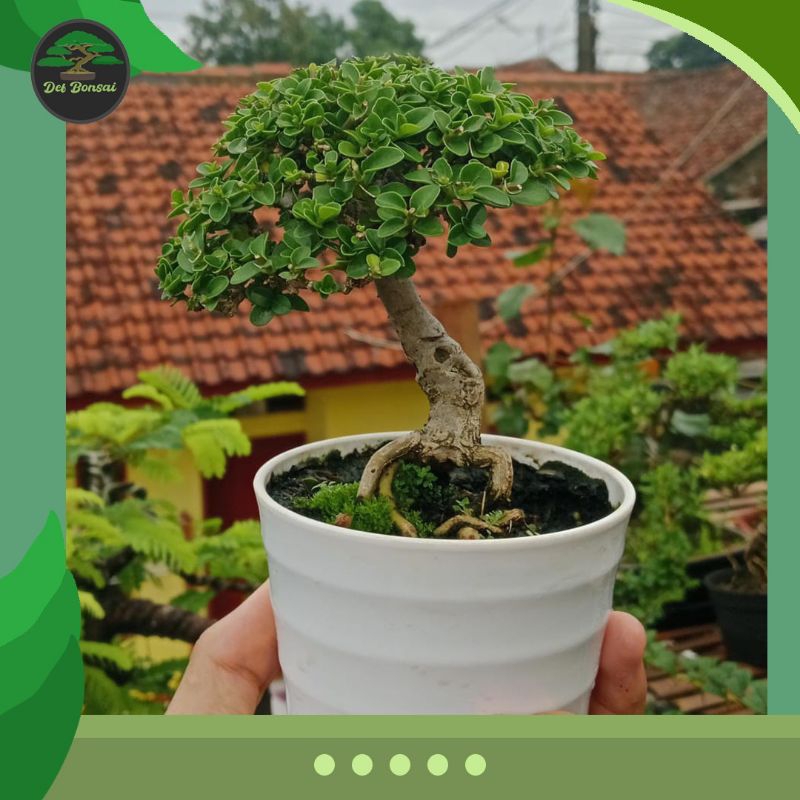 Bonsai Sancang mini hidup ( mame )