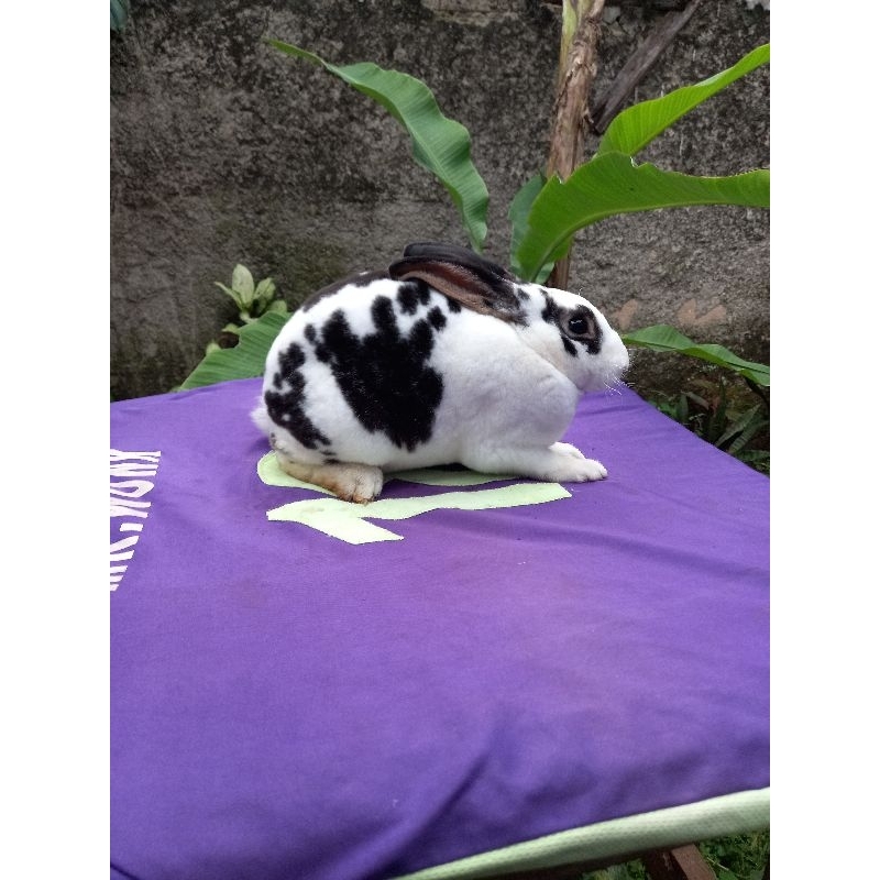 Kelinci Rex bulu karpet jantan dewasa (3).