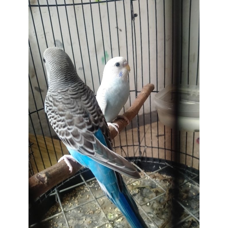 Burung parkit sepasang